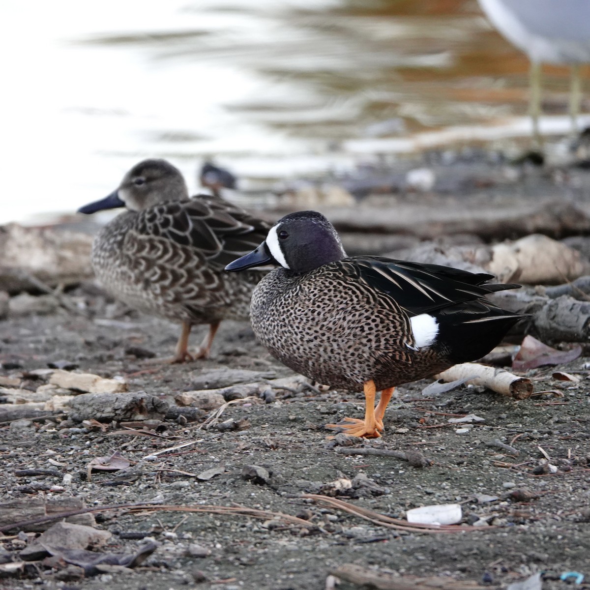 Blue-winged Teal - ML296355081