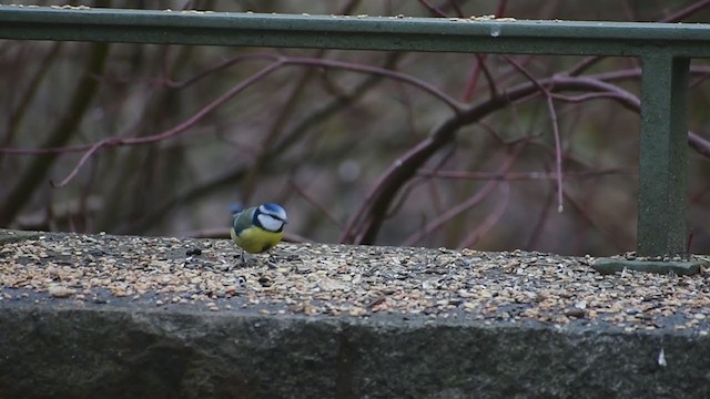 Eurasian Blue Tit - ML296355641
