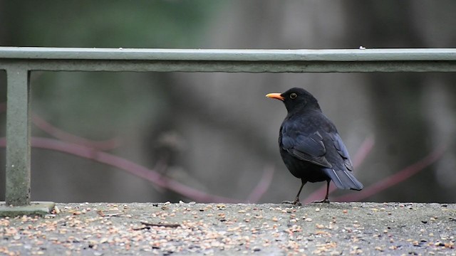 Eurasian Blackbird - ML296356251