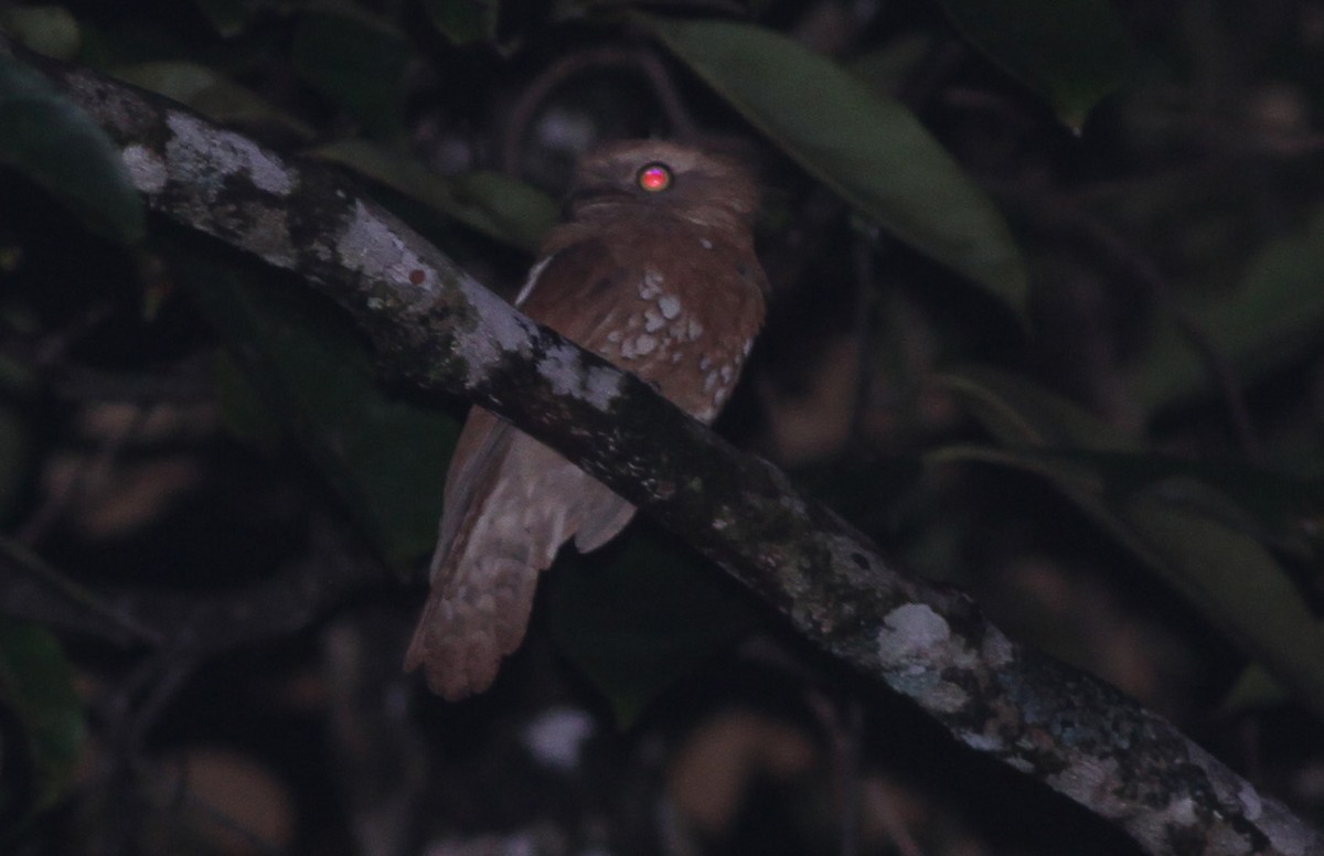 Bornean Frogmouth - Ashley Banwell