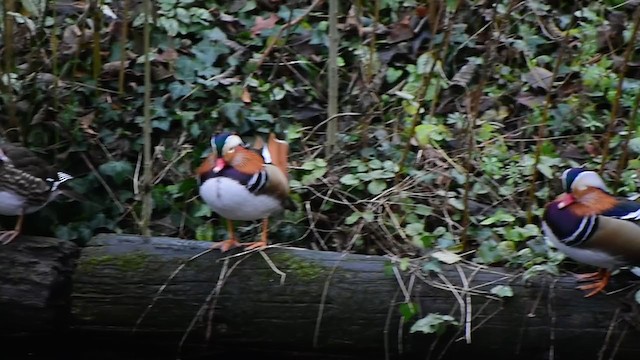 鴛鴦 - ML296356811