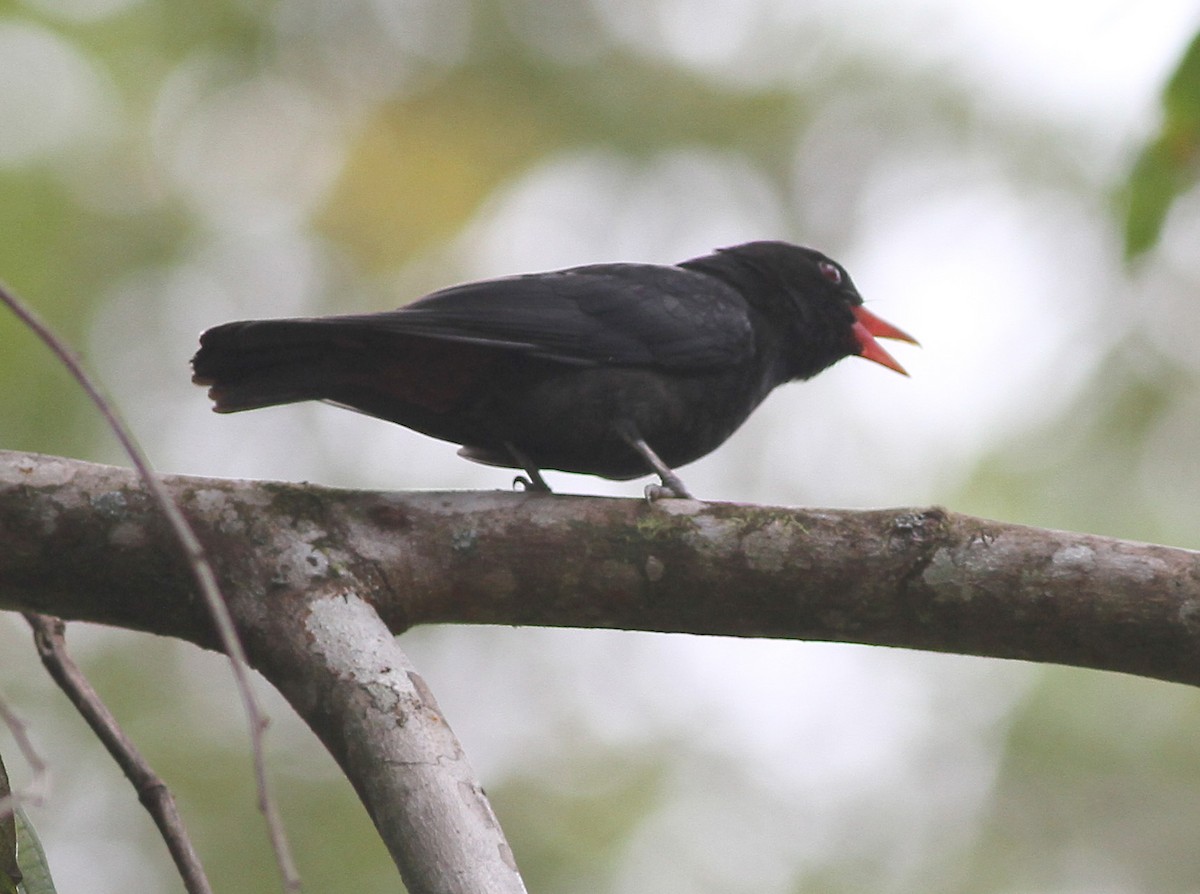 Black Oriole - Ashley Banwell