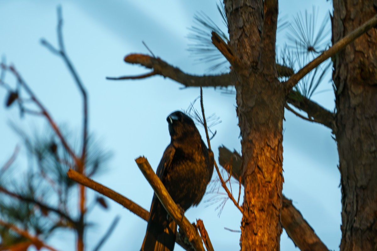 American Crow - ML296357591