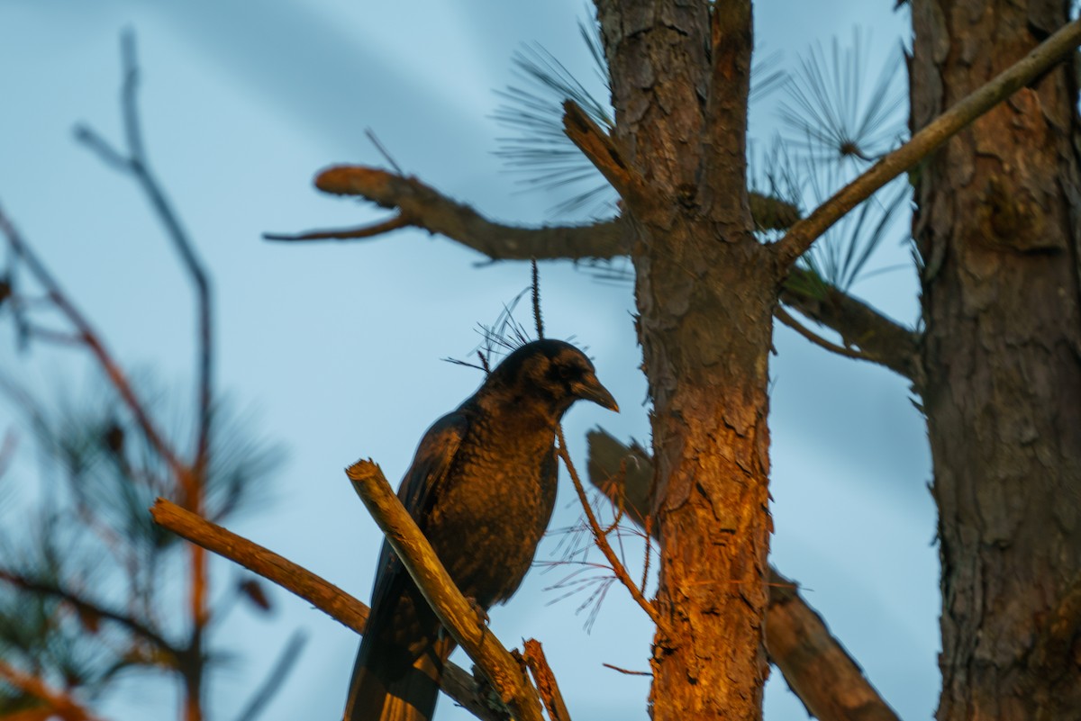 American Crow - ML296357611