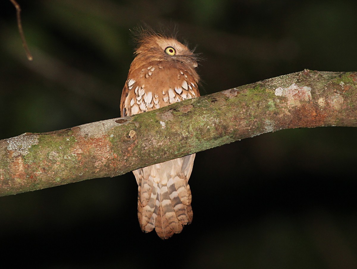 Bornean Frogmouth - ML296358071