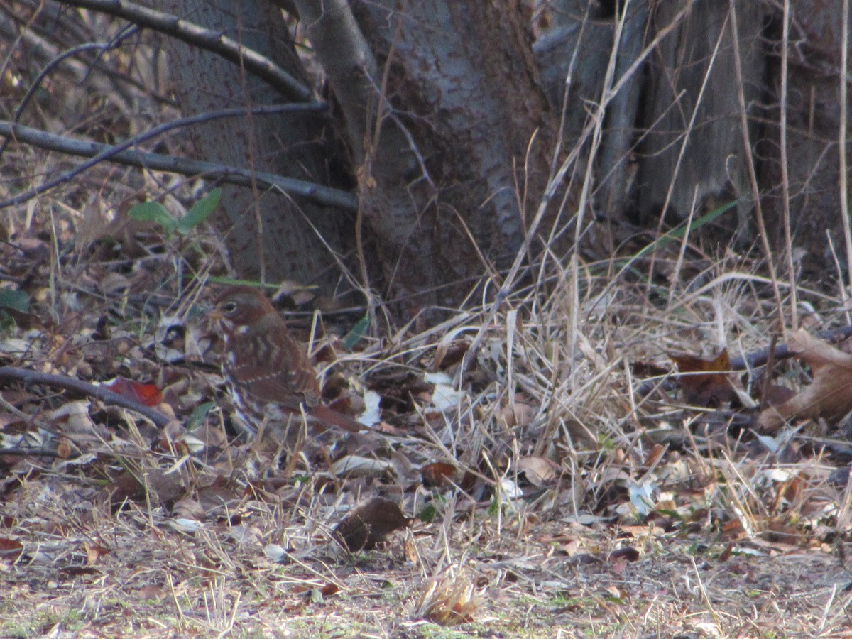 Fox Sparrow - ML296358291