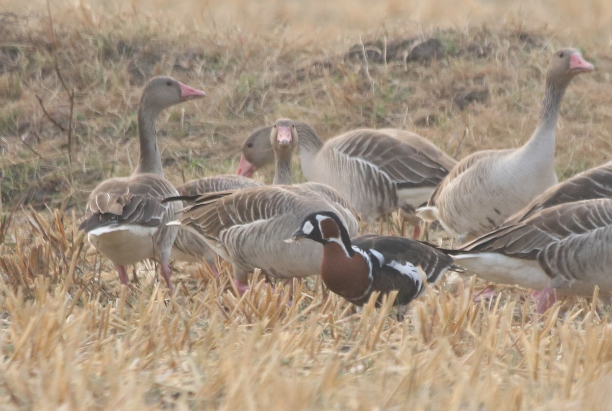 Red-breasted Goose - Vyom Vyas