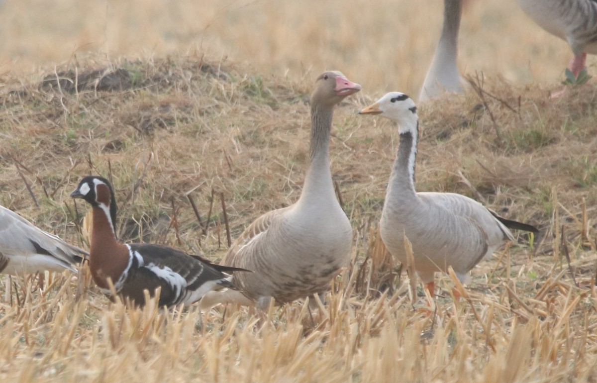 Red-breasted Goose - Vyom Vyas