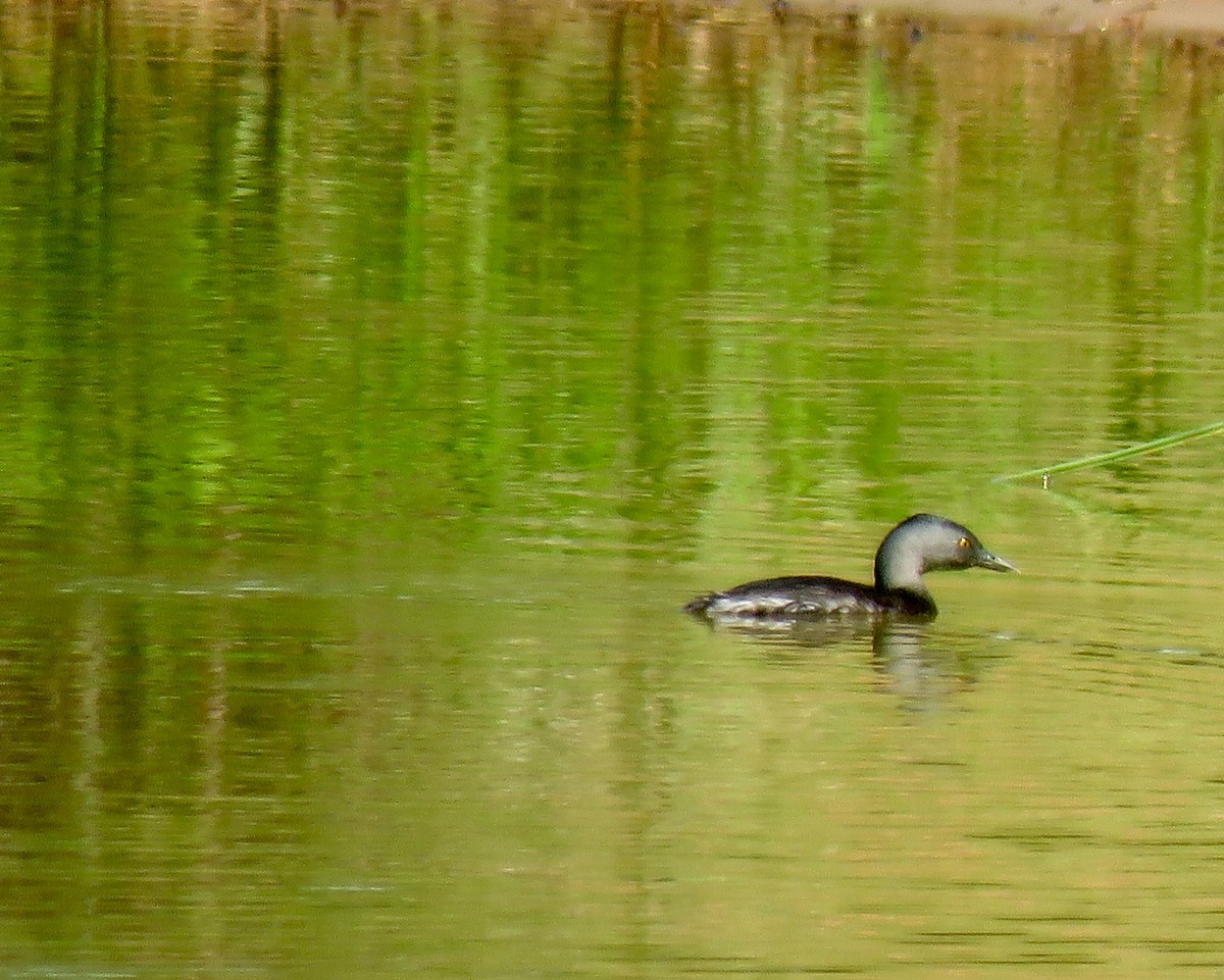 Least Grebe - Jan Hansen