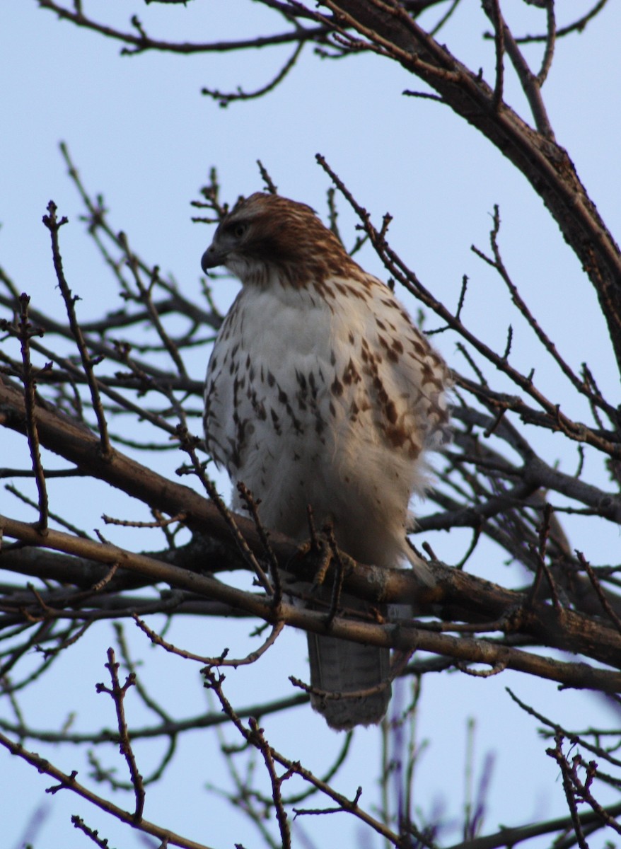 Red-tailed Hawk - Gringo Starr