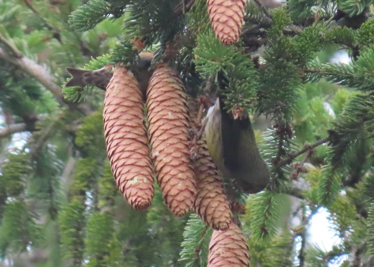 Red Crossbill (Northeastern or type 12) - ML296364301