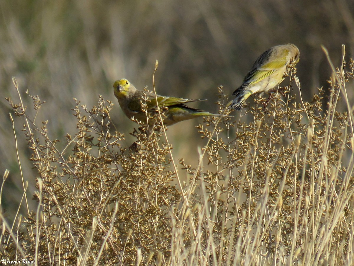 Syrian Serin - Avner Rinot