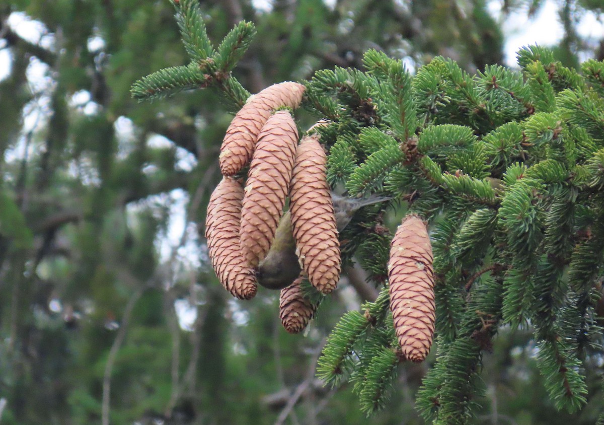 Red Crossbill (Northeastern or type 12) - ML296364451