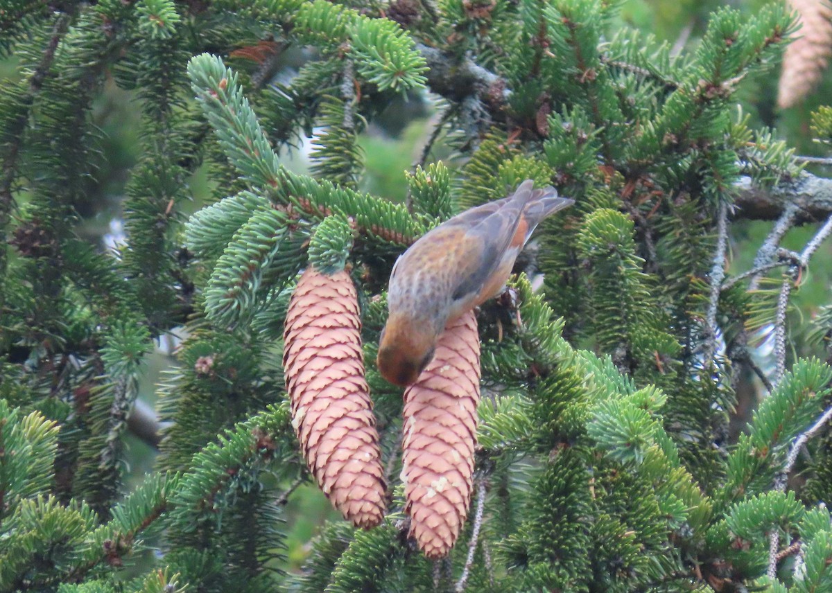 Red Crossbill (Northeastern or type 12) - ML296364481