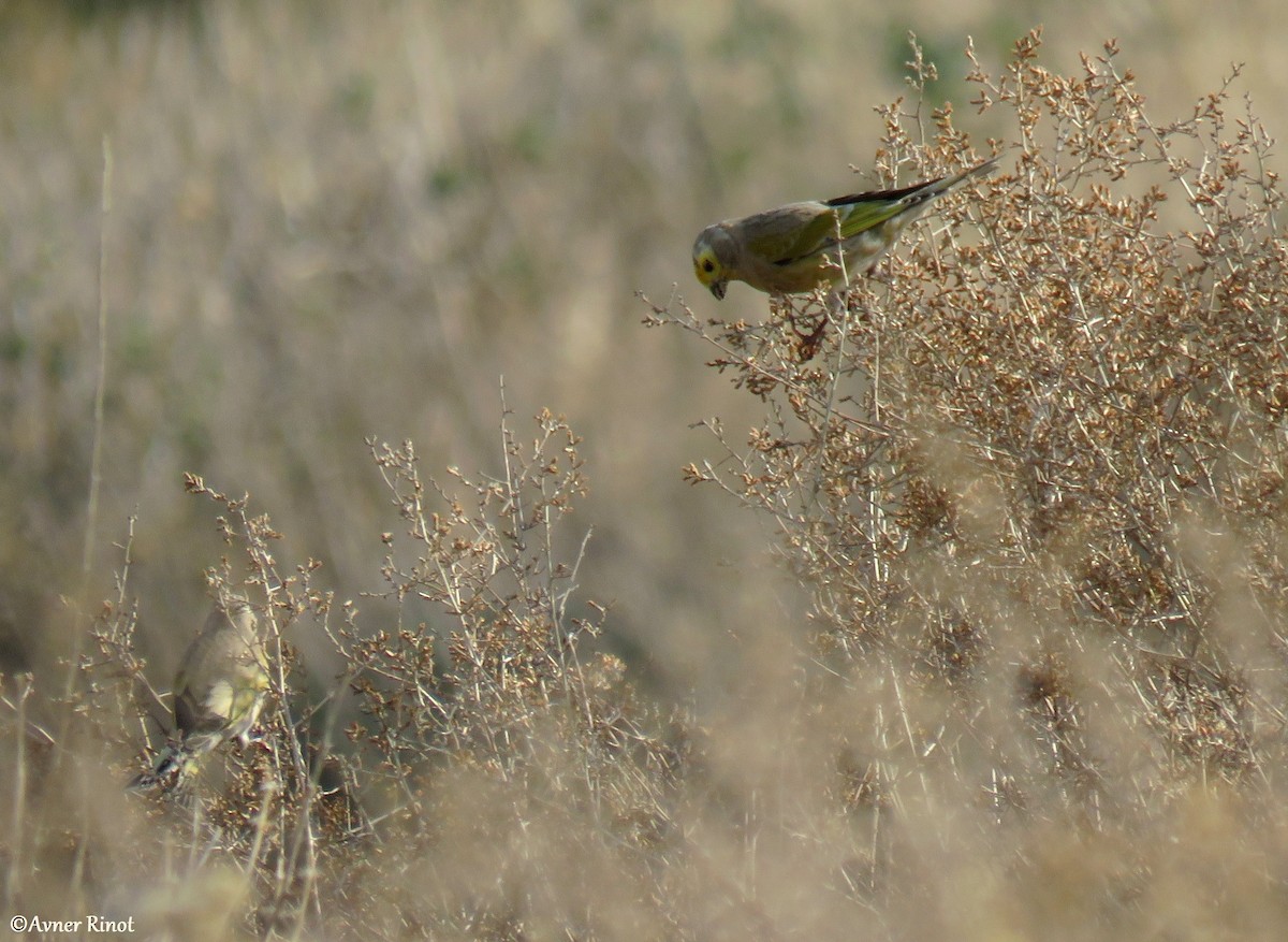 Syrian Serin - ML296364491