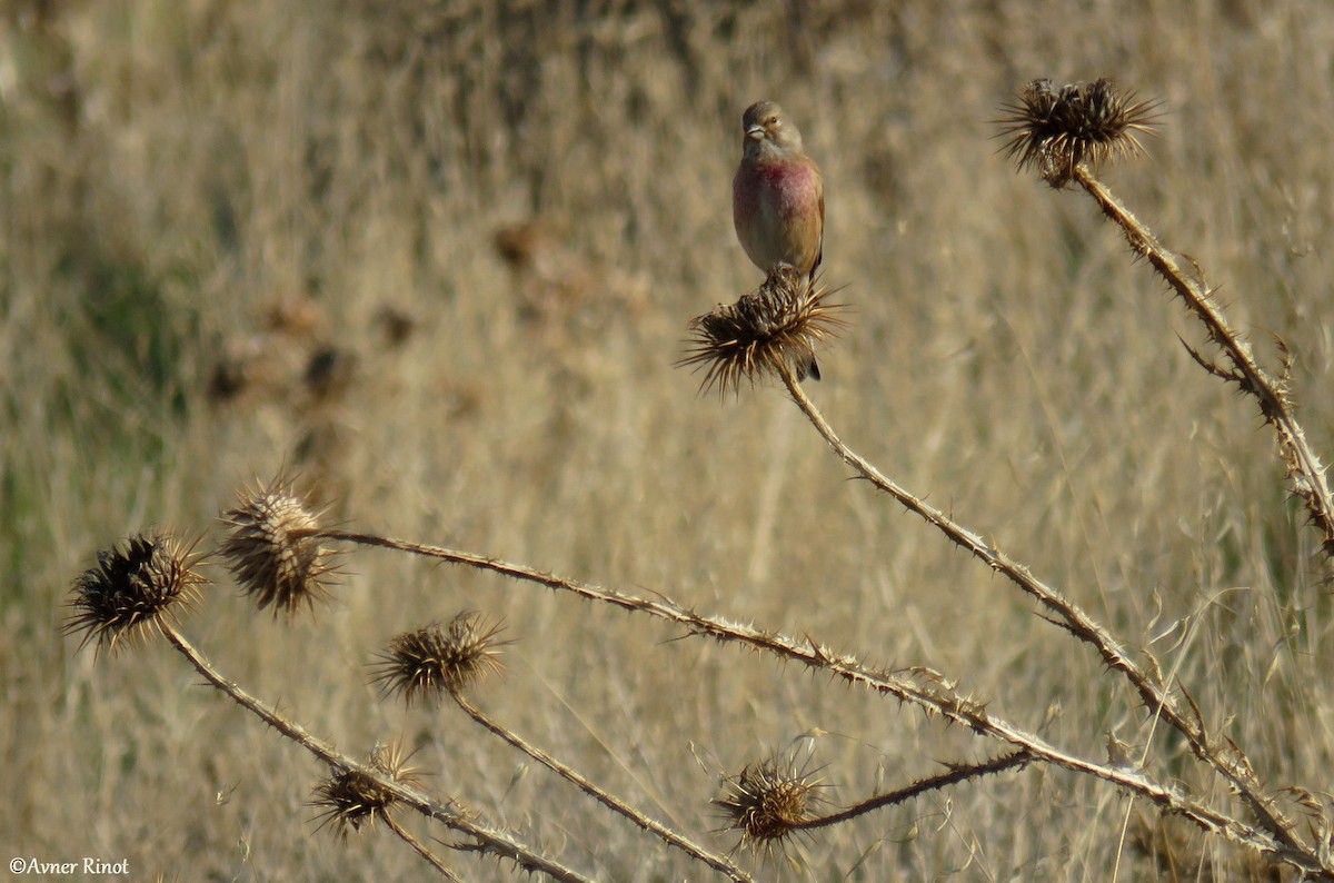 Fanello - ML296364531