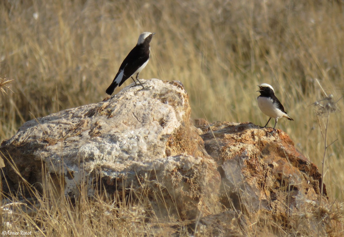 Mourning Wheatear - ML296364981