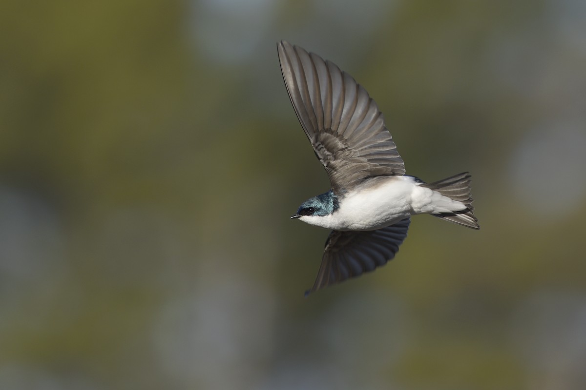 Tree Swallow - Daniel Irons