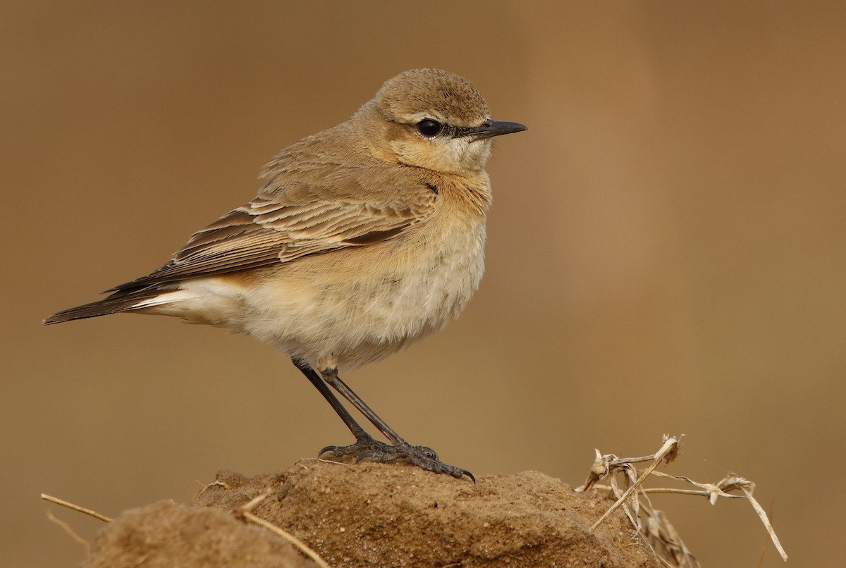 Isabelline Wheatear - ML296366931