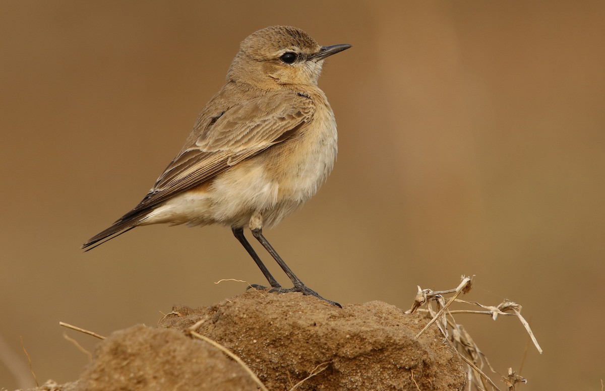 Isabelline Wheatear - Amee Vyas