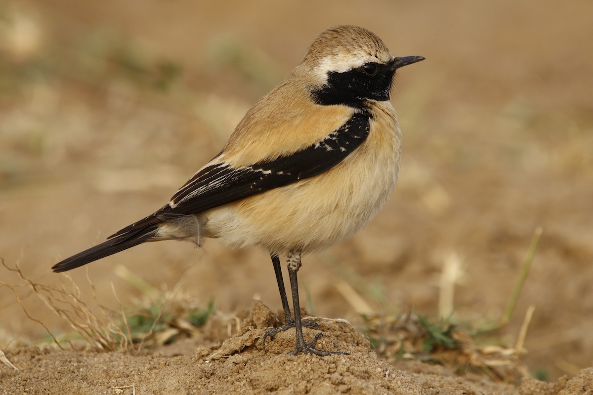 Desert Wheatear - ML296367871