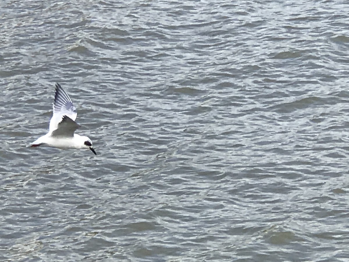 Snowy-crowned Tern - ML296369321