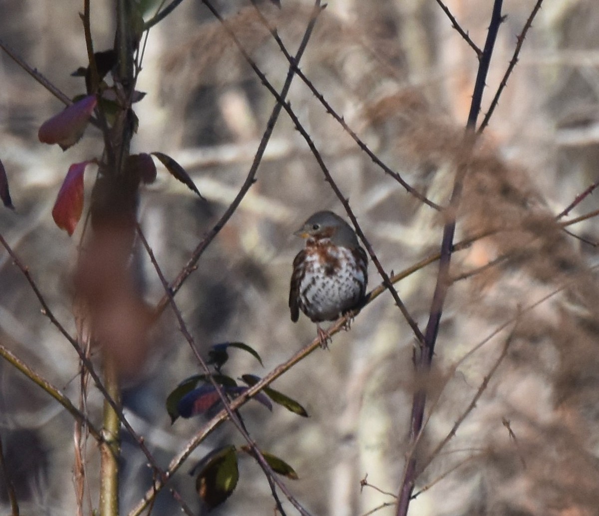 Fox Sparrow - ML296369681