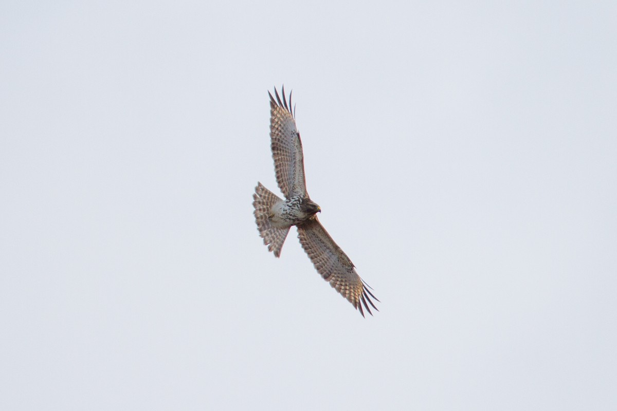 Red-shouldered Hawk - ML296369791