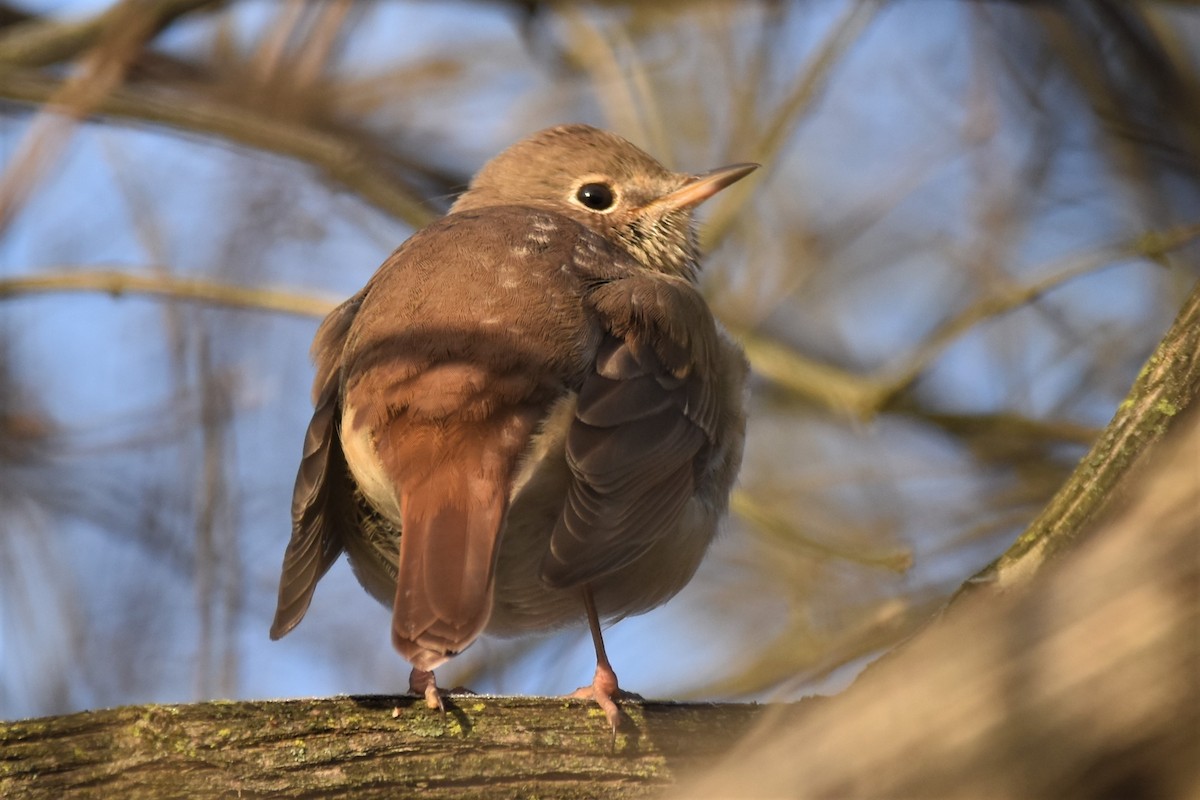 Hermit Thrush - ML296370611