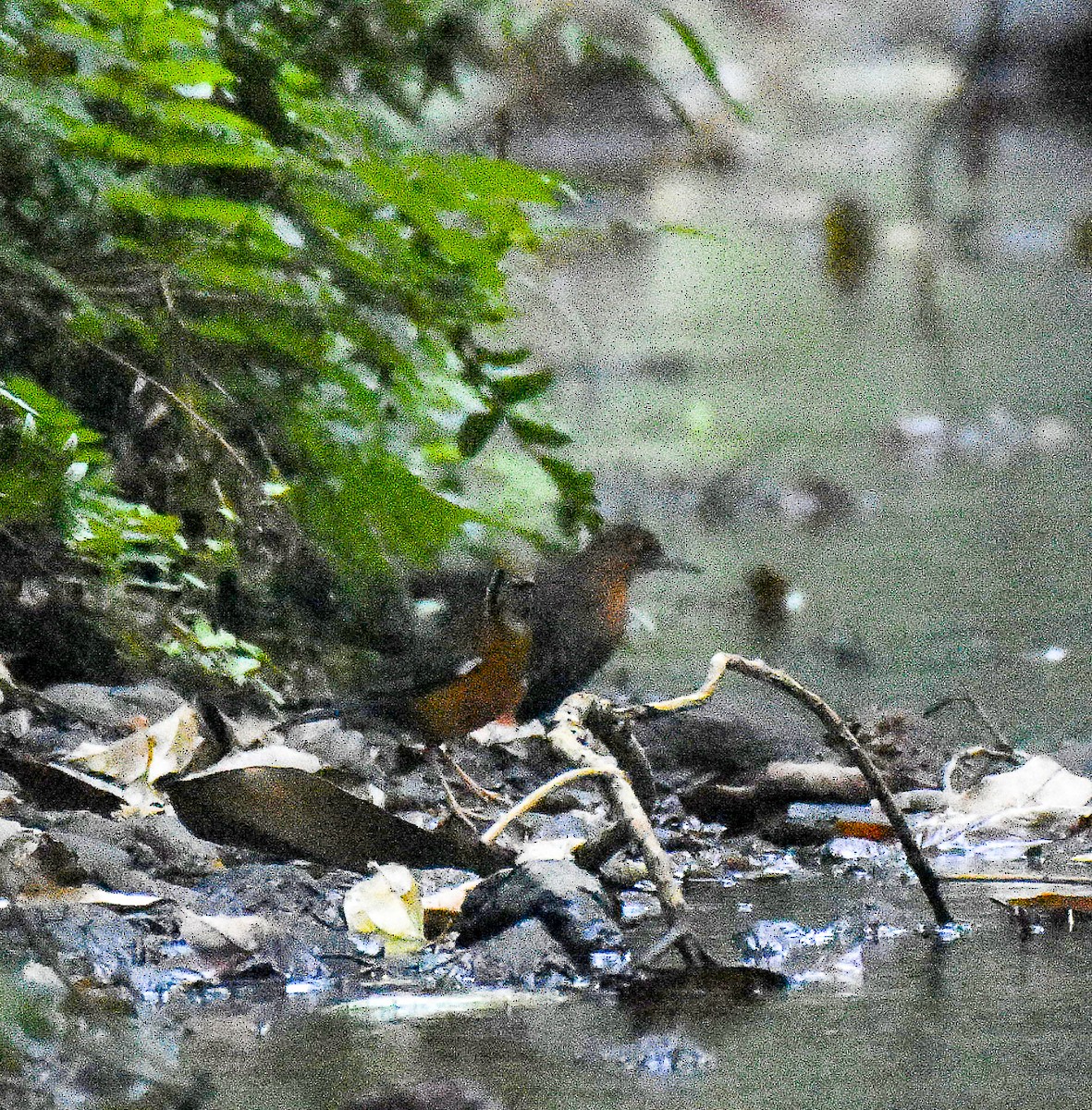 Slaty-legged Crake - ML296373491