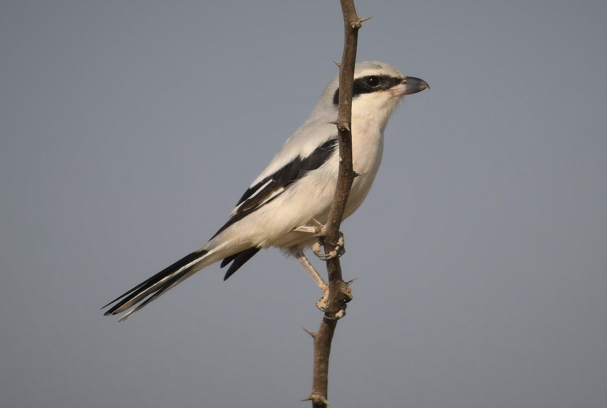 ťuhýk šedý (ssp. pallidirostris) - ML296374351