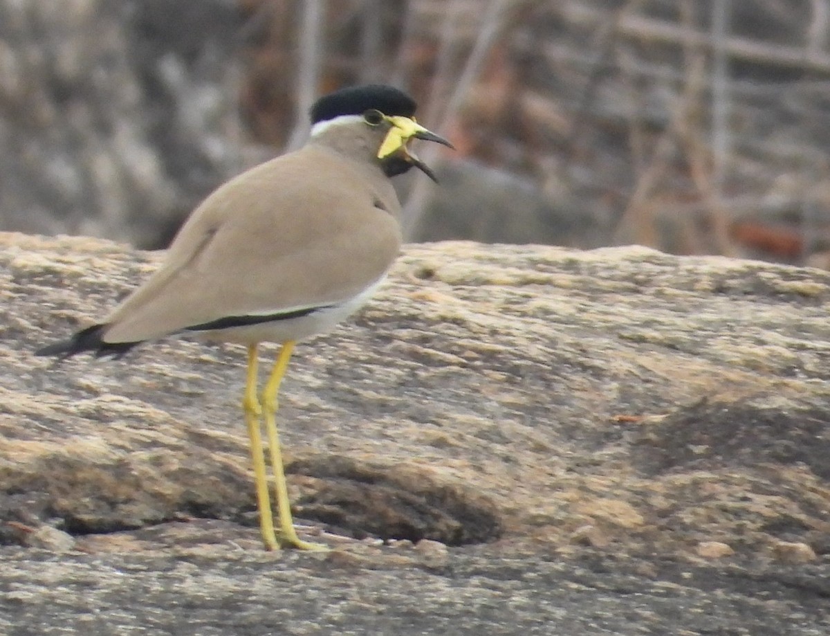 Yellow-wattled Lapwing - namassivayan lakshmanan