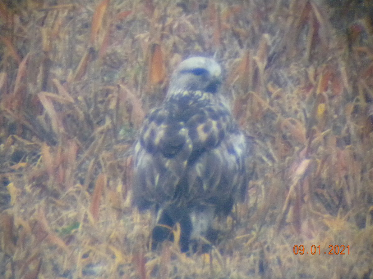 Rough-legged Hawk - ML296374831