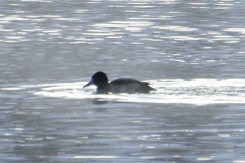 Tufted Duck - ML296375201