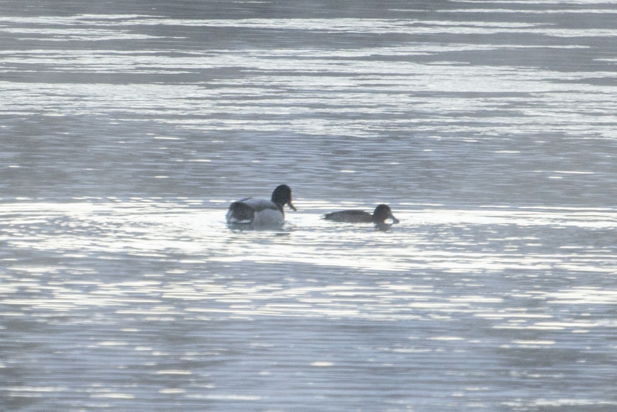 Tufted Duck - ML296375241