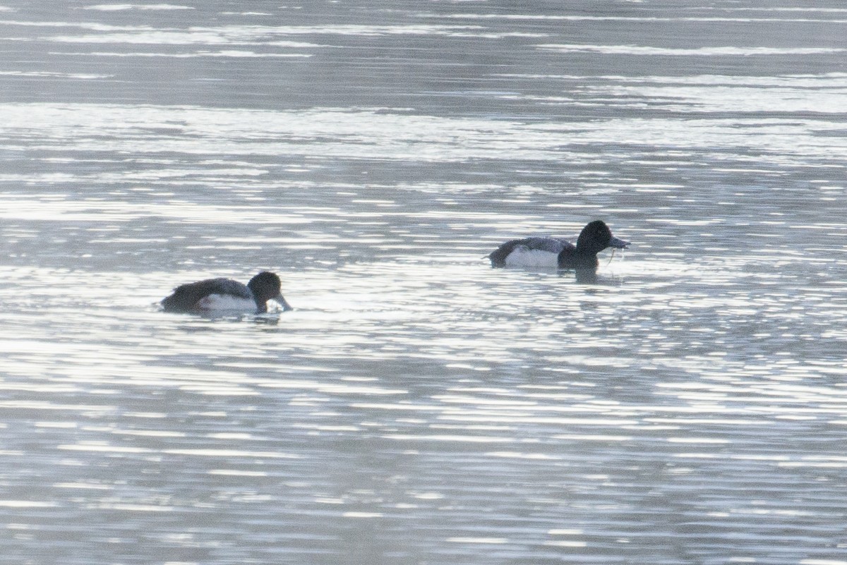 Greater Scaup - ML296375381