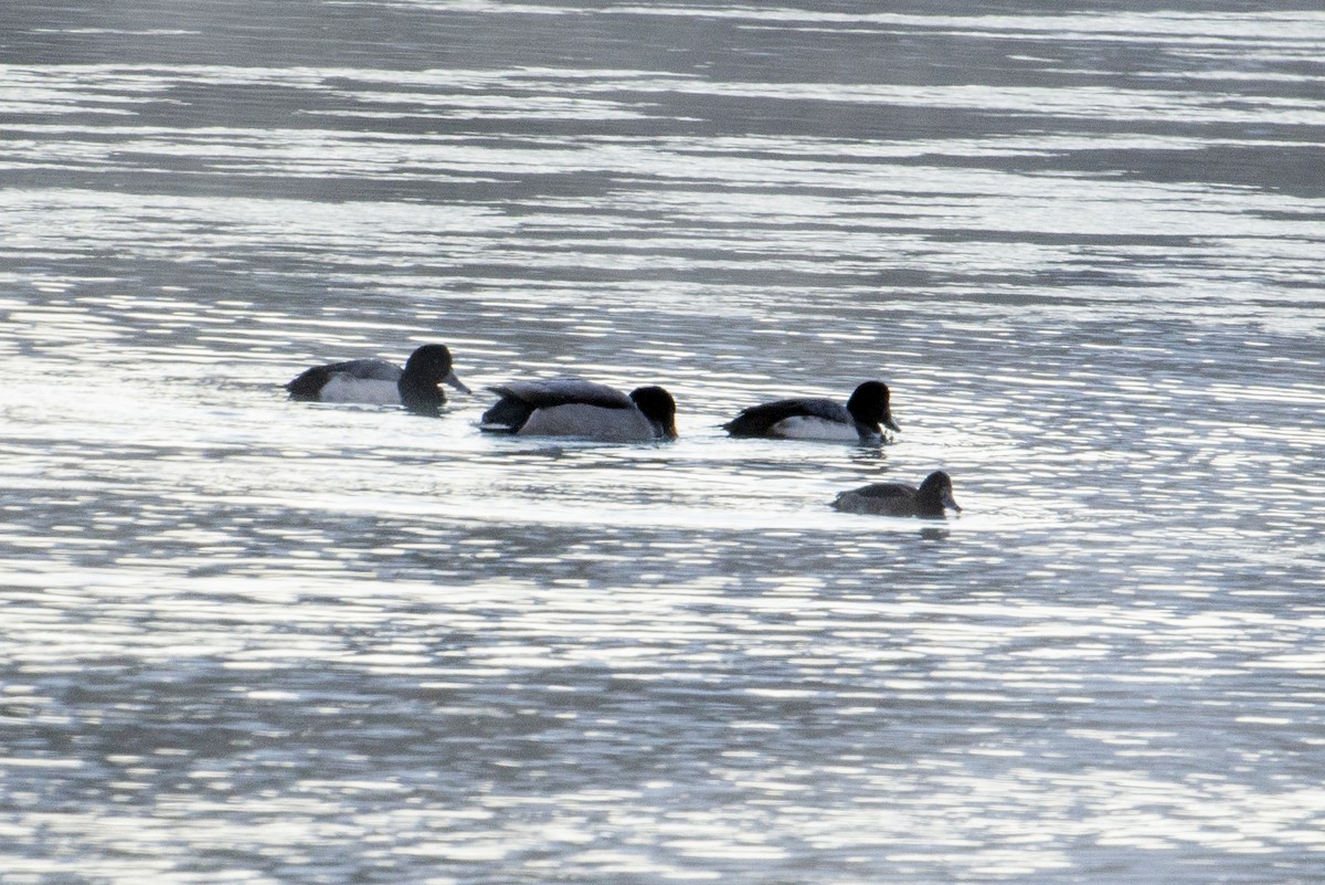 Tufted Duck - ML296375461