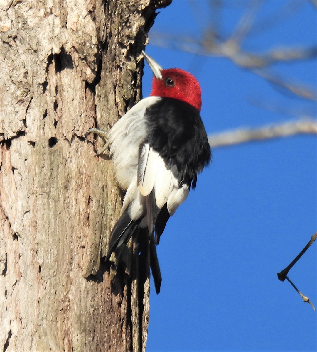 Red-headed Woodpecker - ML296377621
