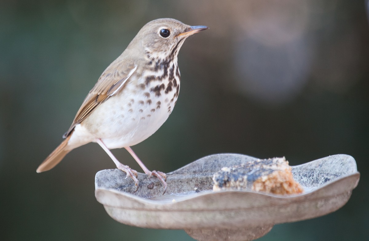 Hermit Thrush - ML296378601