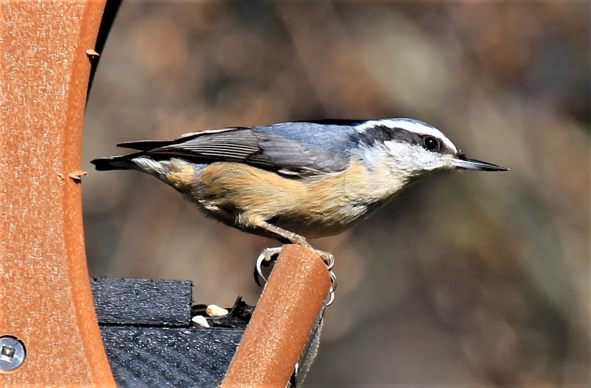 Red-breasted Nuthatch - ML296379941