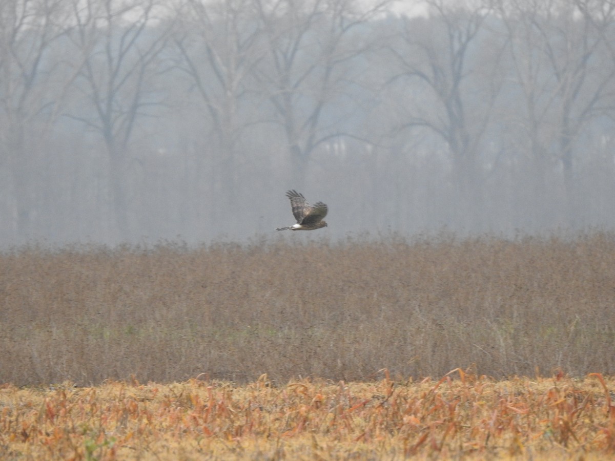 Hen Harrier - ML296381321