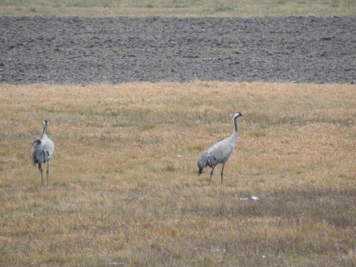 Common Crane - ML296381501