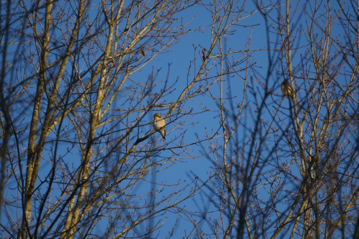 Mourning Dove - ML296381821