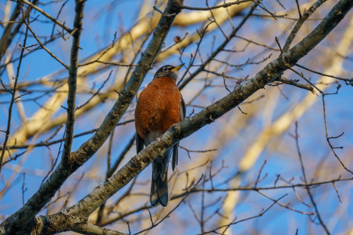 American Robin - ML296381871