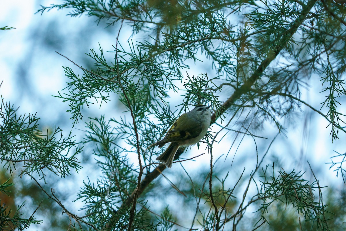 Golden-crowned Kinglet - ML296382141