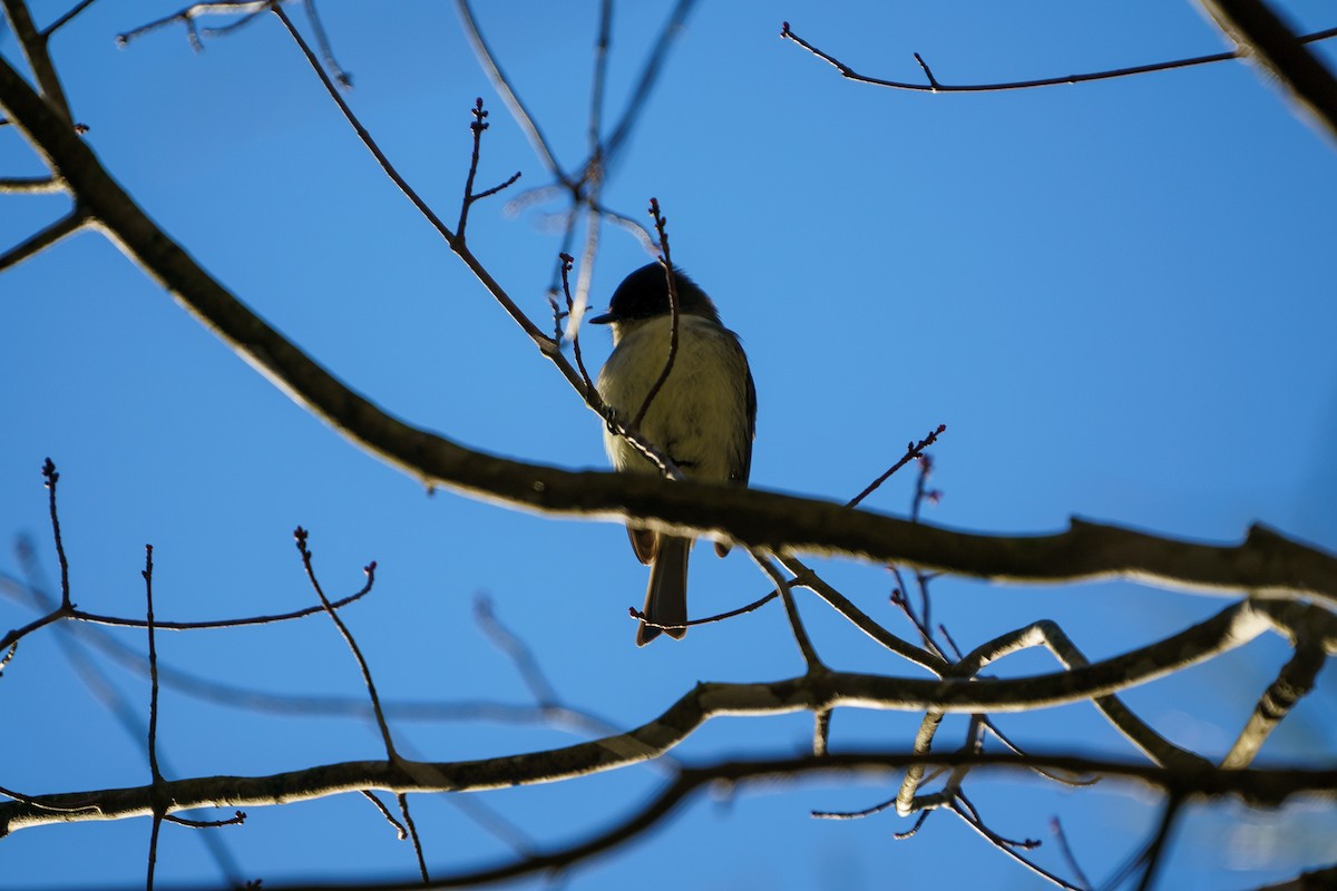 Eastern Phoebe - ML296382191