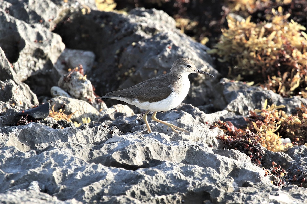 Spotted Sandpiper - Ron Cousins