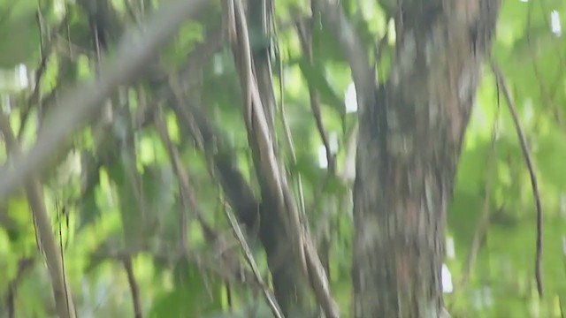 Buff-breasted Wren - ML296383321