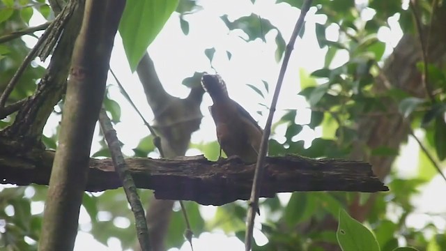 Buff-breasted Wren - ML296383331