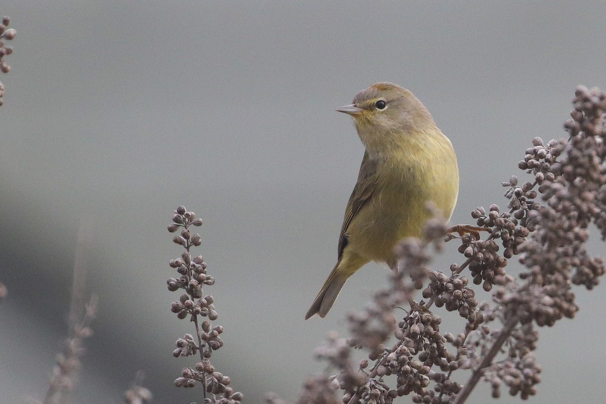 Orange-crowned Warbler - ML296384211